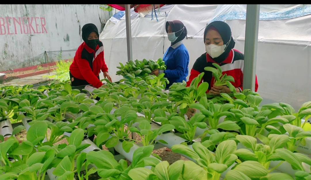 Kebun Hidroponik La'permata Siap Panen, Salis Sayuran Ini Lebih Sehat dan Bebas Pestisida